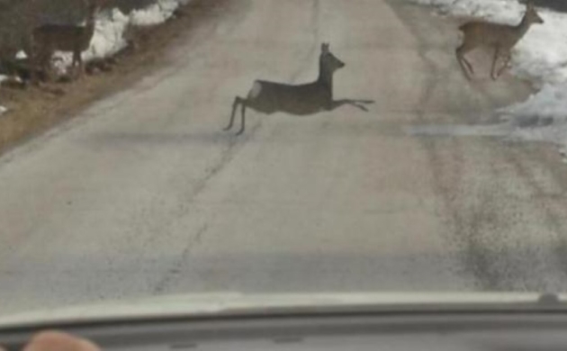 Tri naleta vozila na divljač u samo 24 sata