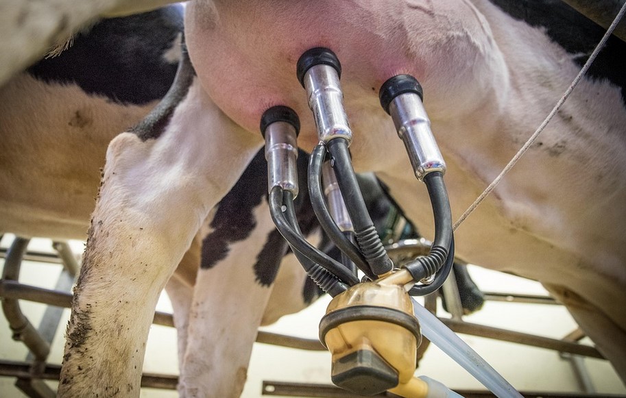 Mljekari traže ukidanje zamrzavanja cijena mlijeka