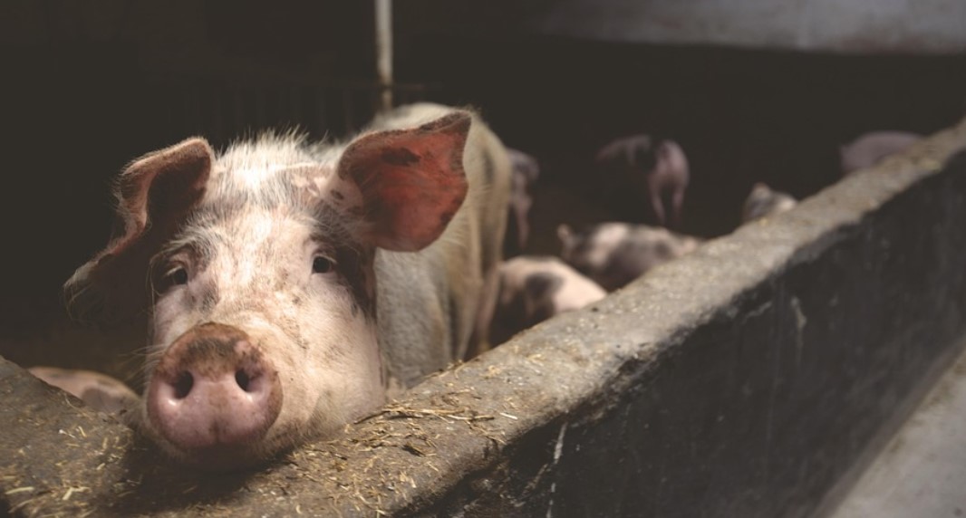 Zbog svinjske kuge rastu cijene mesa