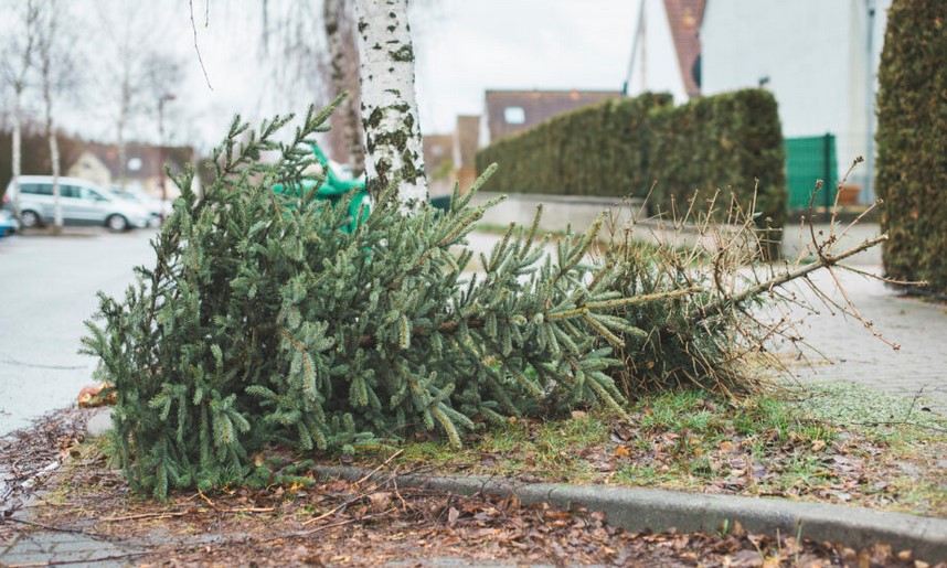 Počinje organizirani odvoz božićnih drvaca